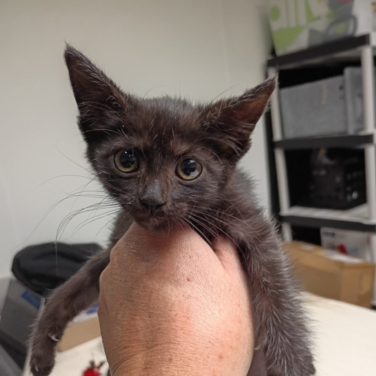 3e0e8b0a51e94f5c6de2d1aeb781d3eb