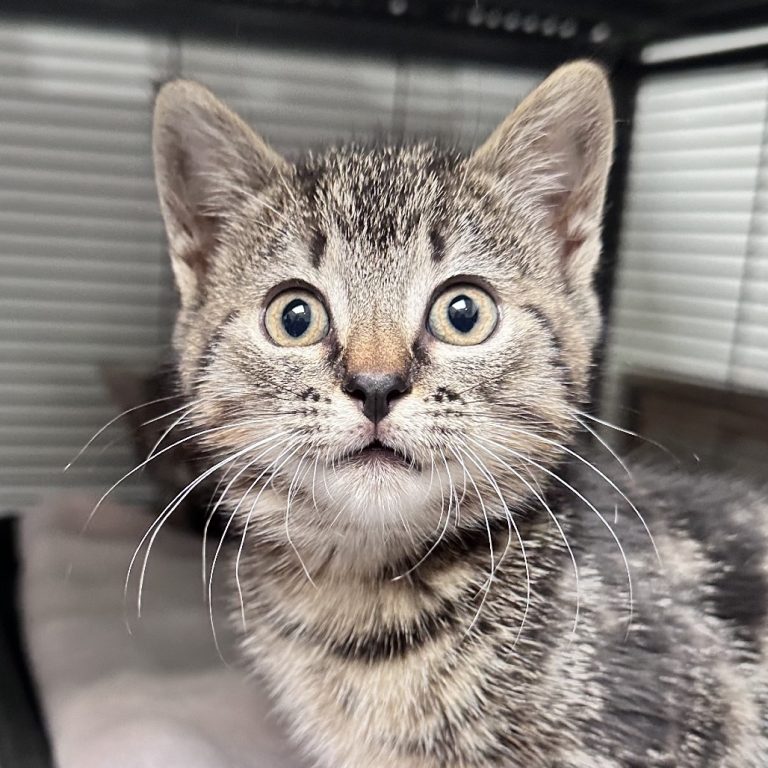 428058319782e6b7ab1c04af60d1305c