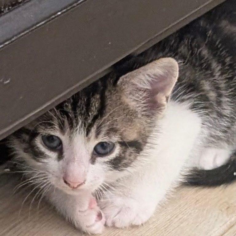 51565247ecdcbaf9eb413a40304f76ce