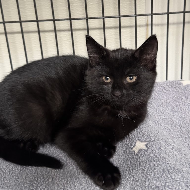 518c3aecfa77e41a46bb33151bb22530