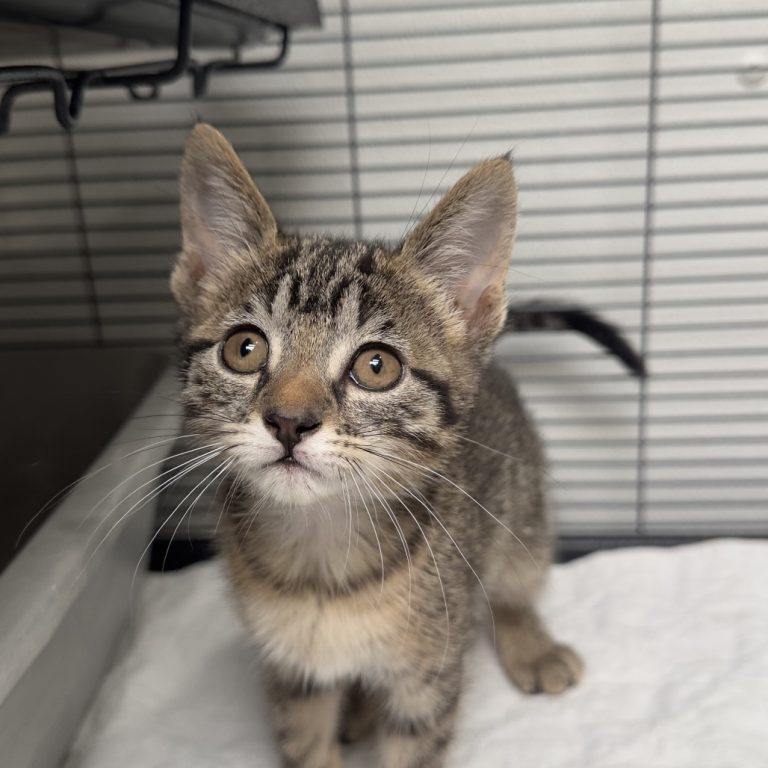 56e1bc82992eaeea1566cf2a471af783