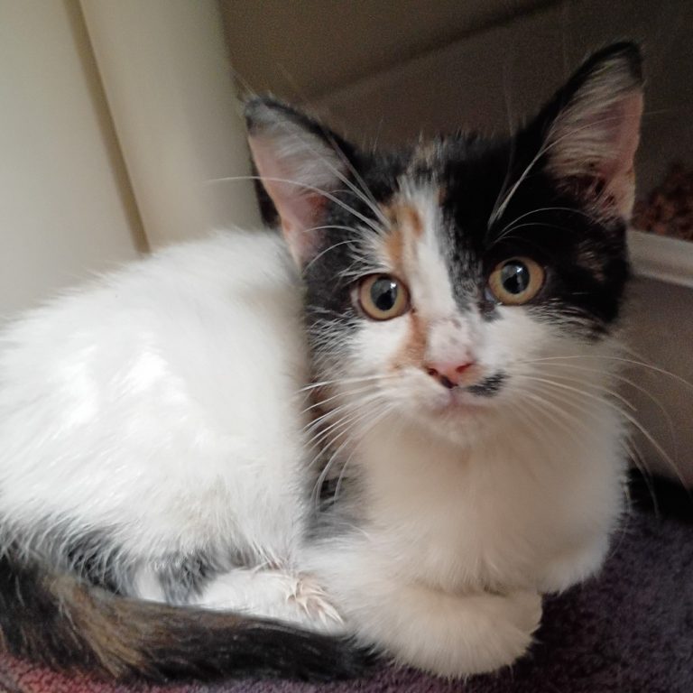 64a2059dead104e6423cb537bbbbf97d