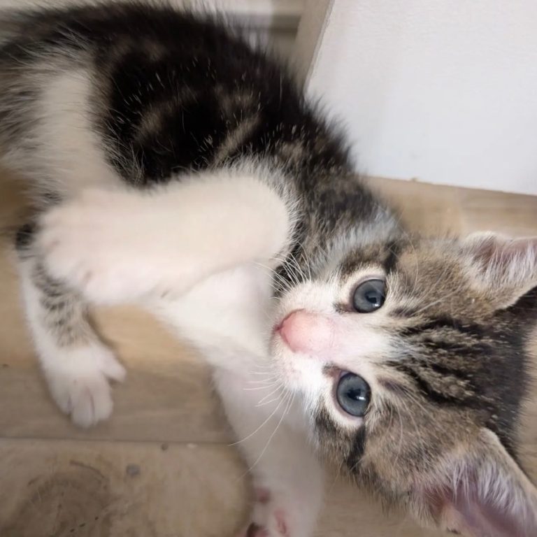 688ed009889e5e1521cf4e4223611807