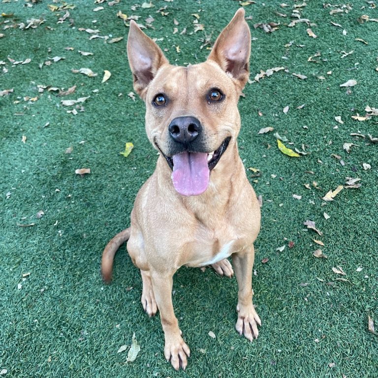 6d0a251ef2210ae0a7621bfddcb043b7