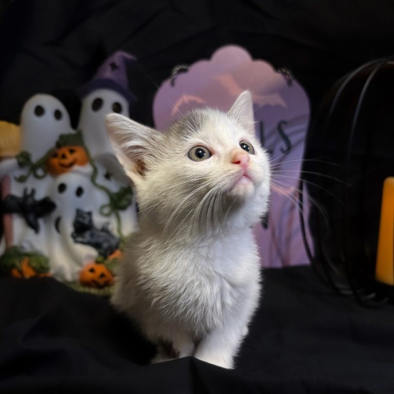 70ed45b73c8b7617b0f46141fd9dfc80