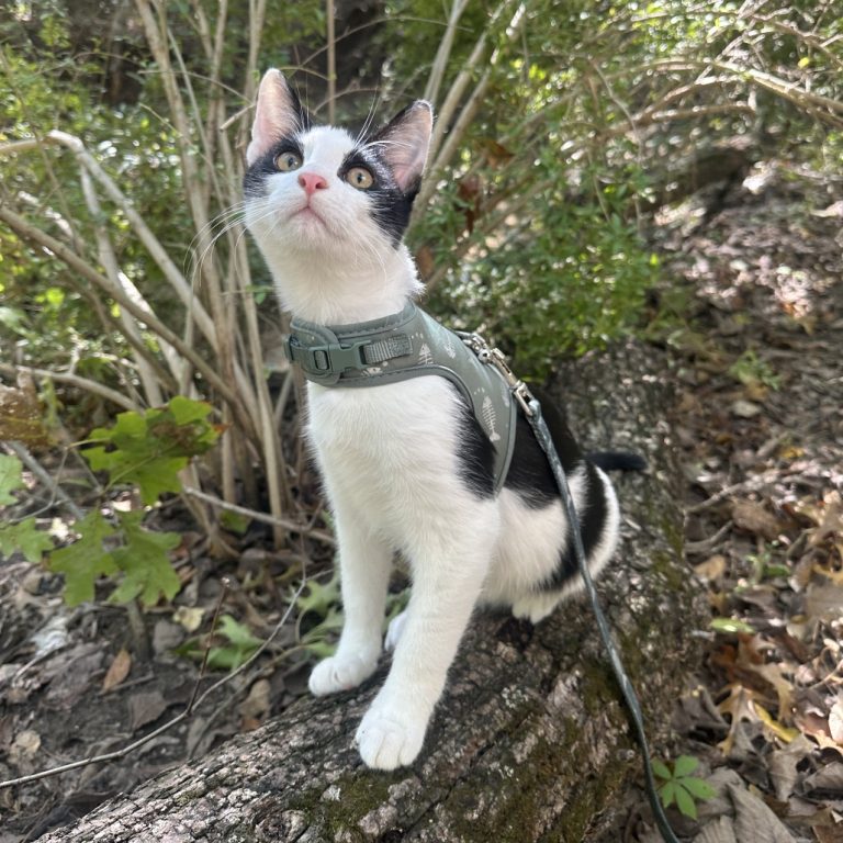 80bcf33c38c6f4f2bbf845ff8b384338