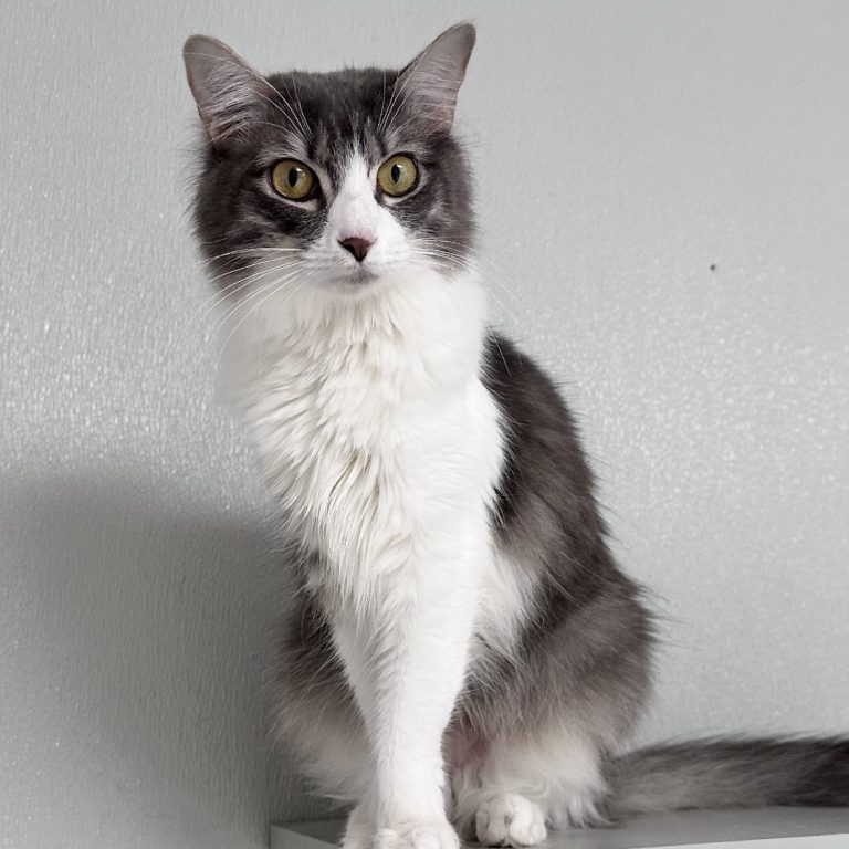 85a351d2bfea765c3dfba24a5890ae3c