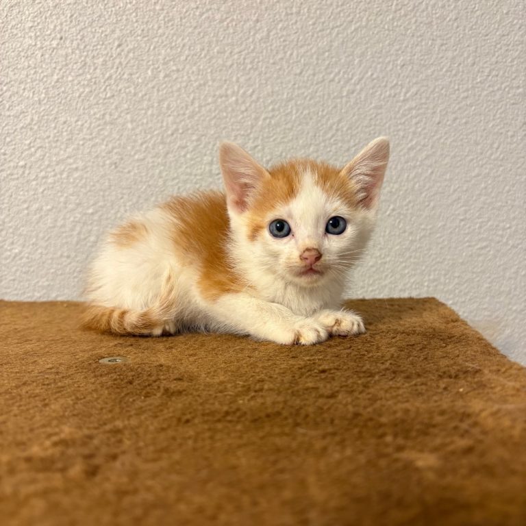 8a117e78edfaaccdea9824ab35ab194b