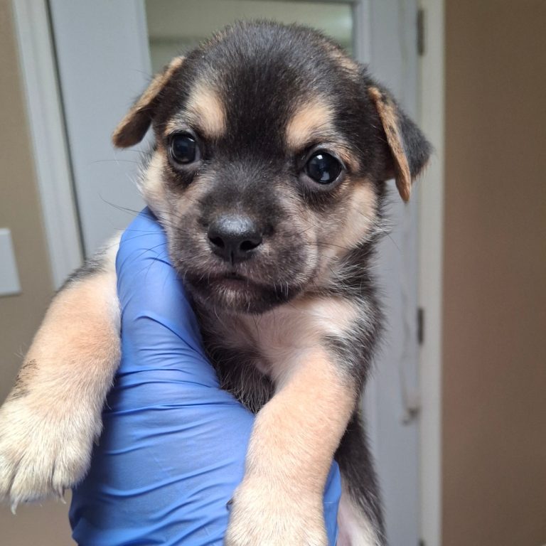 8d0c80a802888ec9ee42a4fa2b8660b2