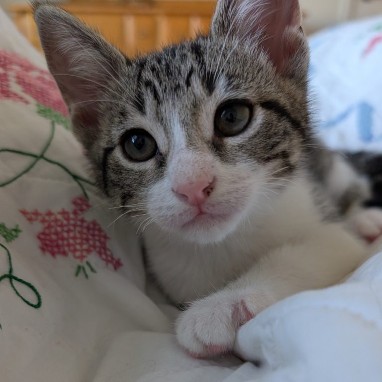 98158060ecc30031eeeb4f83b0a641f6