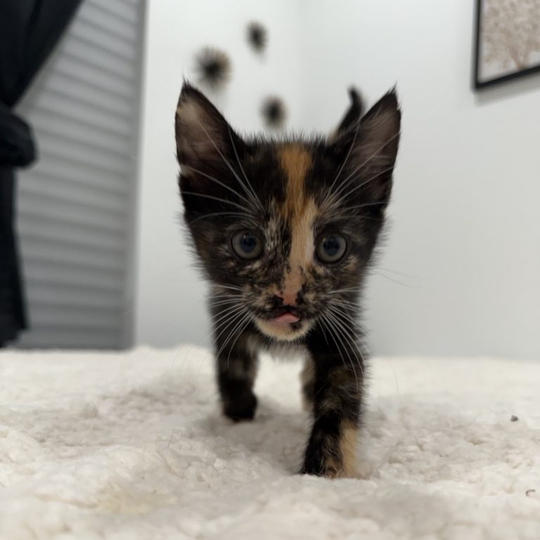 a3fd9d85e60ebca104fa5a78b118d46c 1