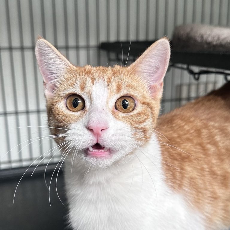 a4698a383c275745665bebff26192a1b