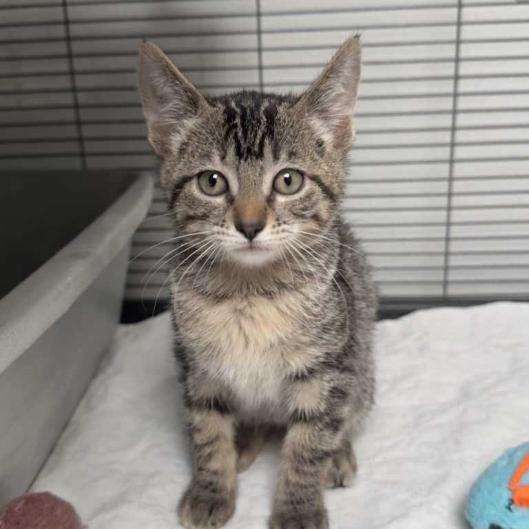 ada7d93fc51eb689e490f6b9aeab1523