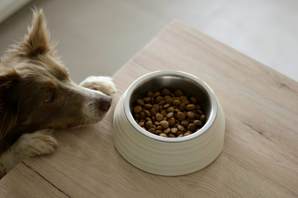 Support Free Pet Food Pantries in North Texas to Keep Bowls and Bellies Full 3 ayla verschueren Qvbr5Uxgz Q unsplash 1
