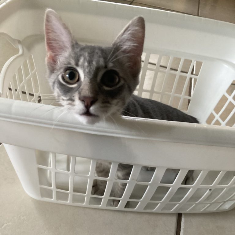 b61363f6ea4d64d7c7a4724cd94ac62f