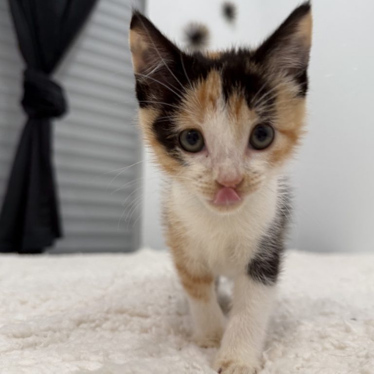 ba7eeb9eba64c22c089f10218e58476f 1