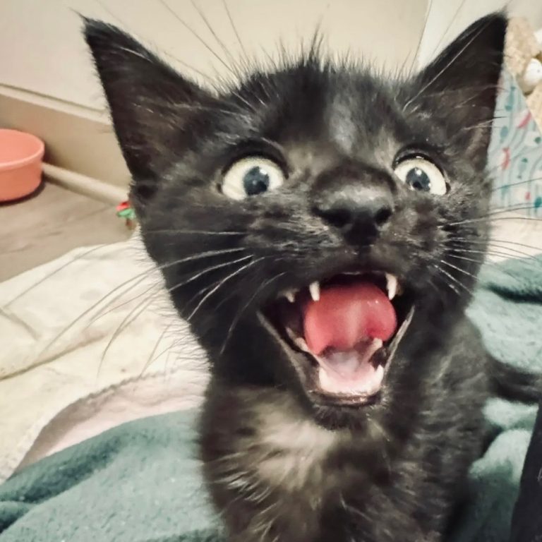 c08a4b14bc9f1e4b011fed7f946ab05f