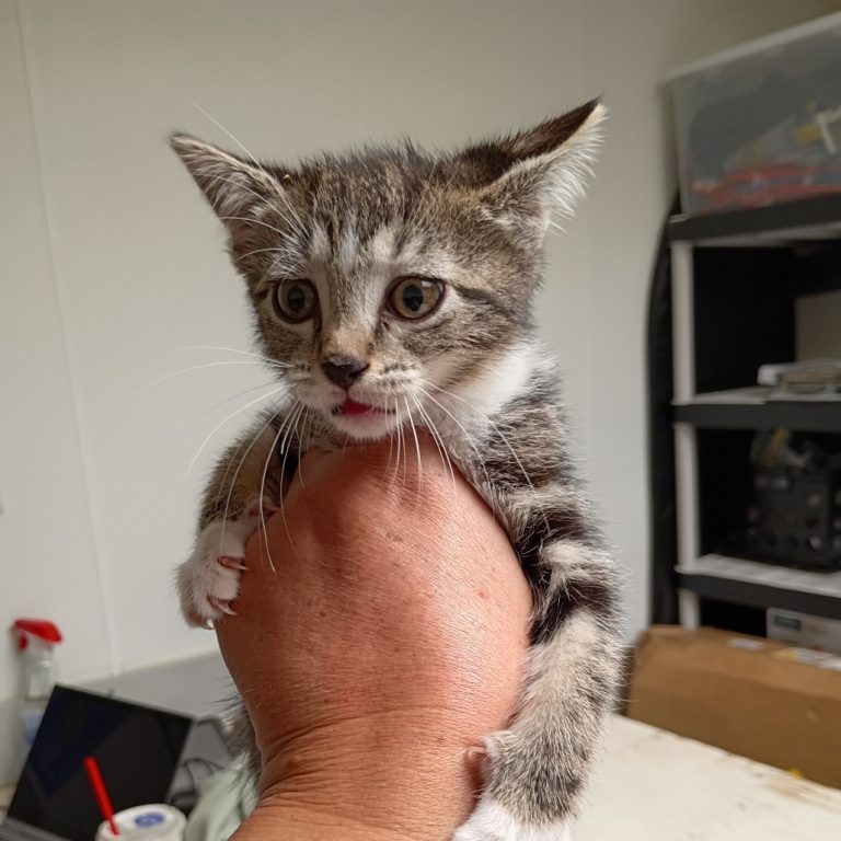 c8de0b04e8c457ce253c15a7bde98c26