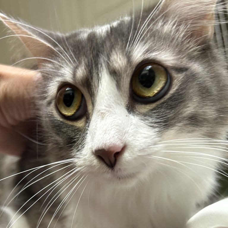 d8e7b8dc2a916e8c9a61b483724668ac