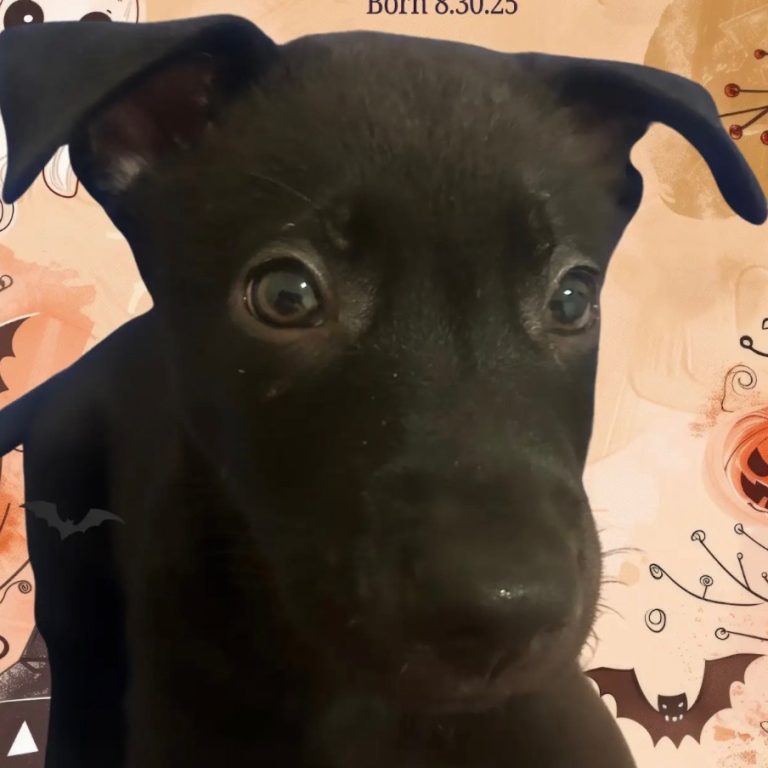 daffef01df77e8aa4ffcdb274e3c44a4