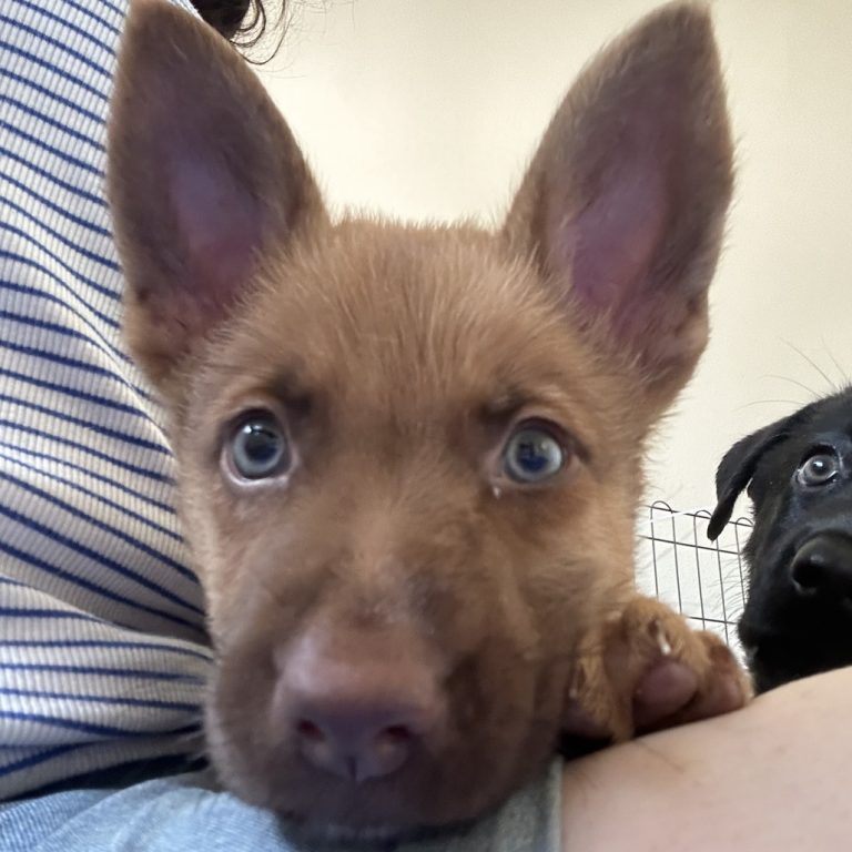 dd28e6219094e2db20db8f6f4fab4b8a