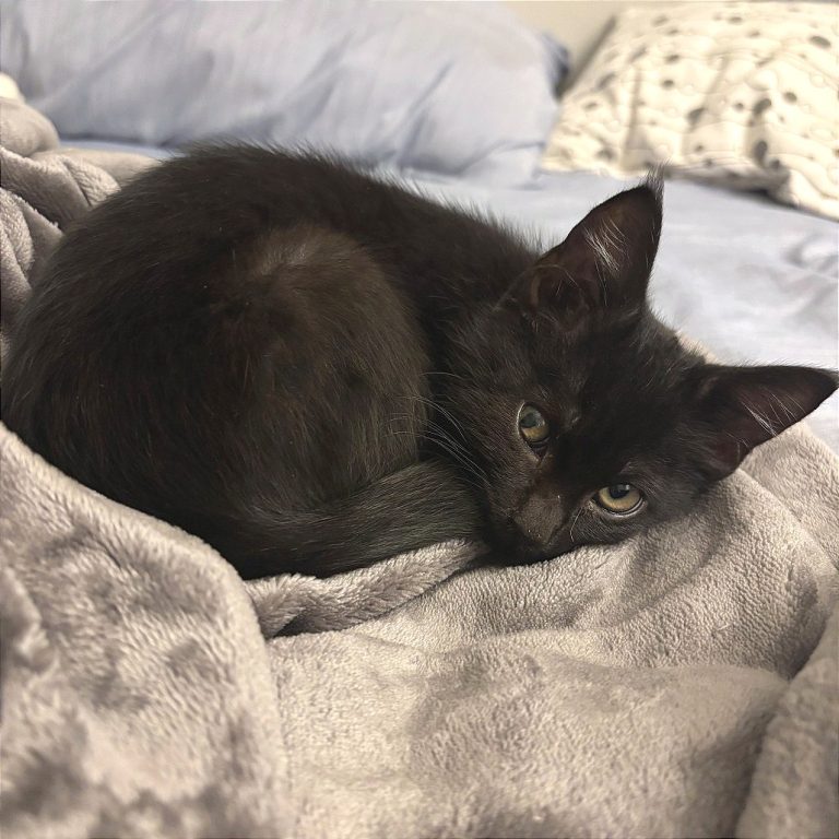 e034a43d67ee31d3d475a42c2113dd15