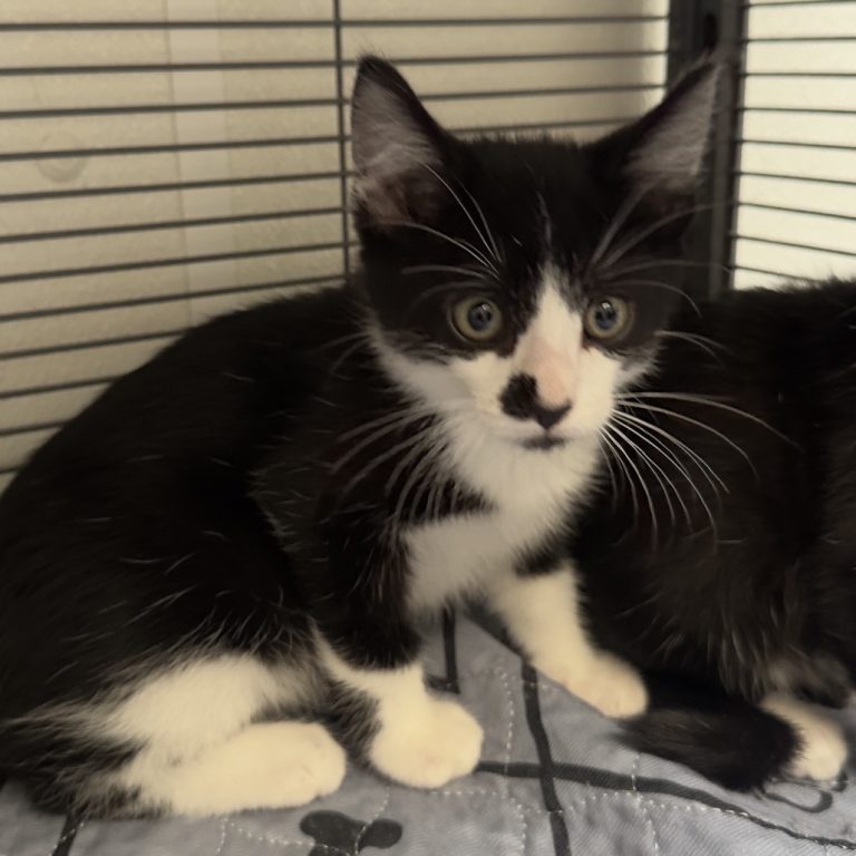 e284b3ca7999dd805d725d9646aaf5a7