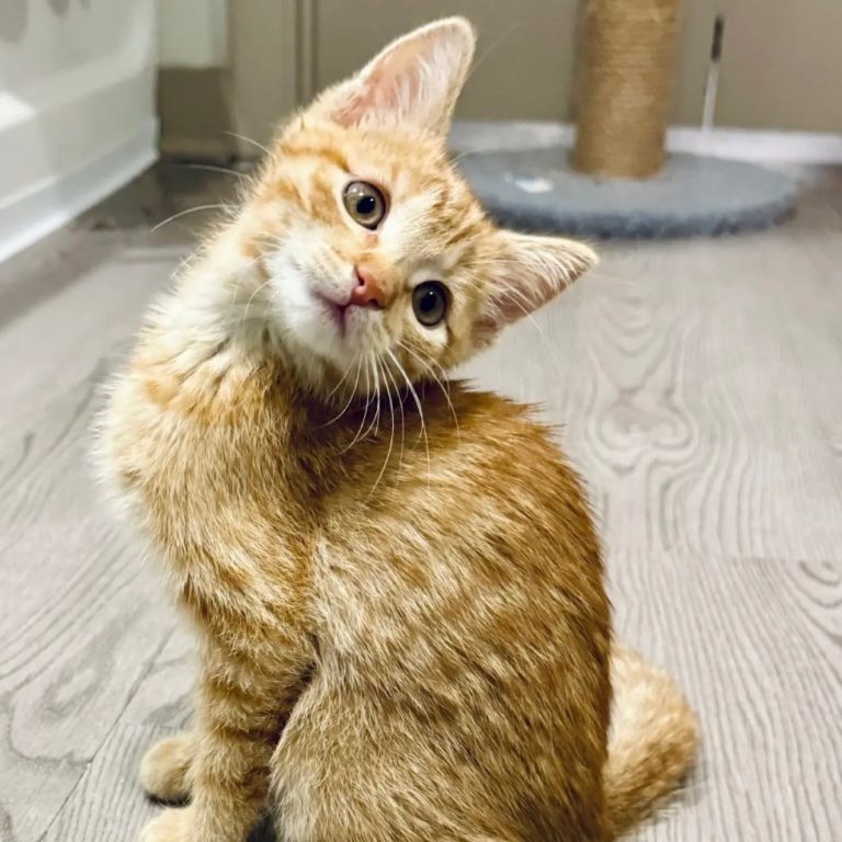 e2c2732b614ded0befbbc4a271b09b8f