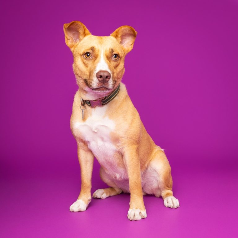 fc0619131e961ed0e71b85a84076e639