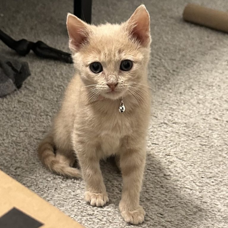 1f86187ae565295abf51c3f1fb1794d0