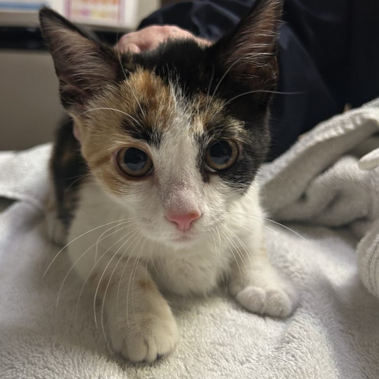 3c3c4783d7eb7f058cdd6836d61f1ed1