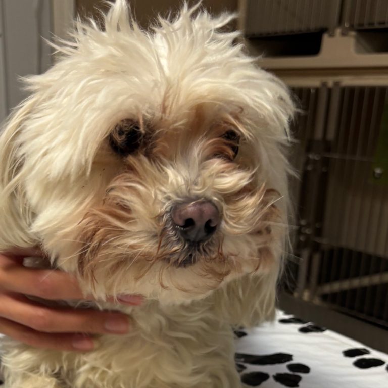 4781e586a3fe4211a82483ee5ad93f71 2