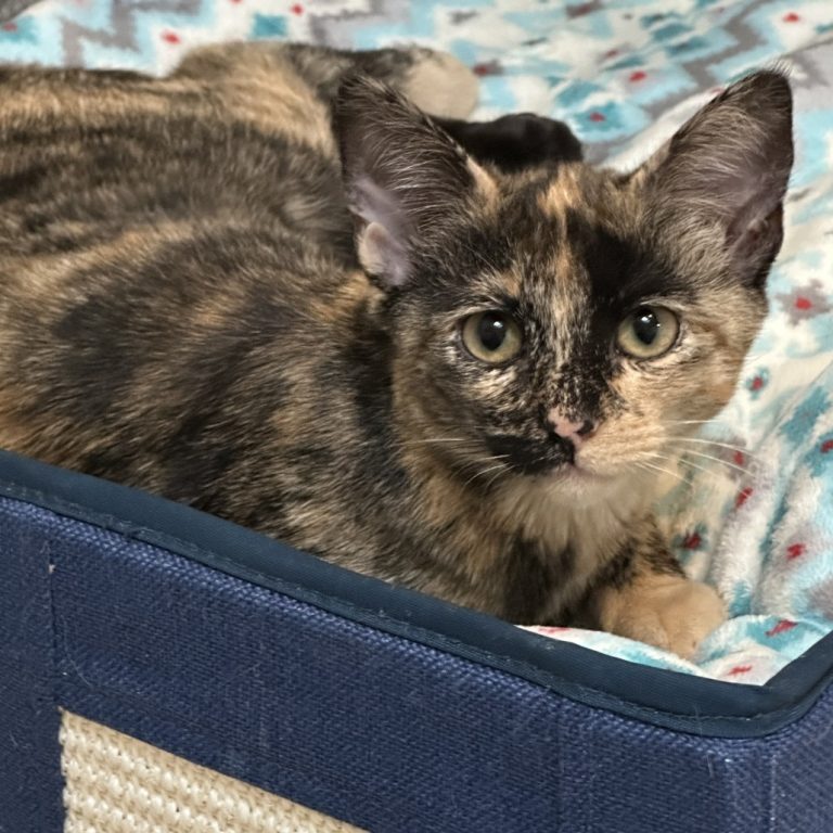 4ae11c7fa1c6abaca55320fac07d6f7b