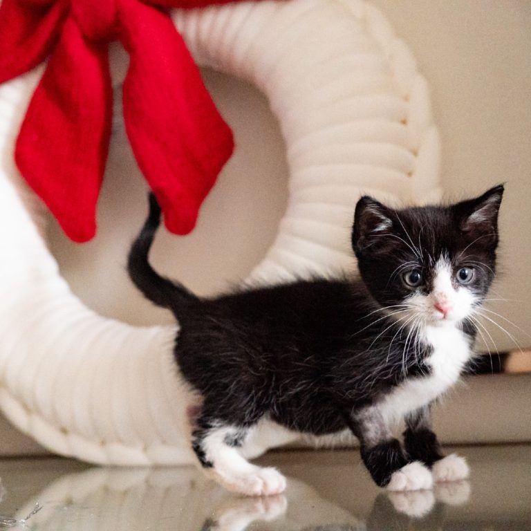 6427aeca7c4c18a5a040691dad514d36