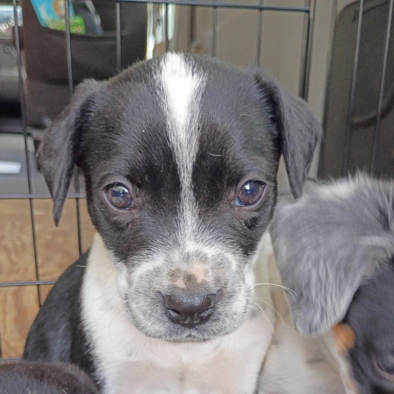 6869499e2c03f7ad1821d3dd10d01d6b