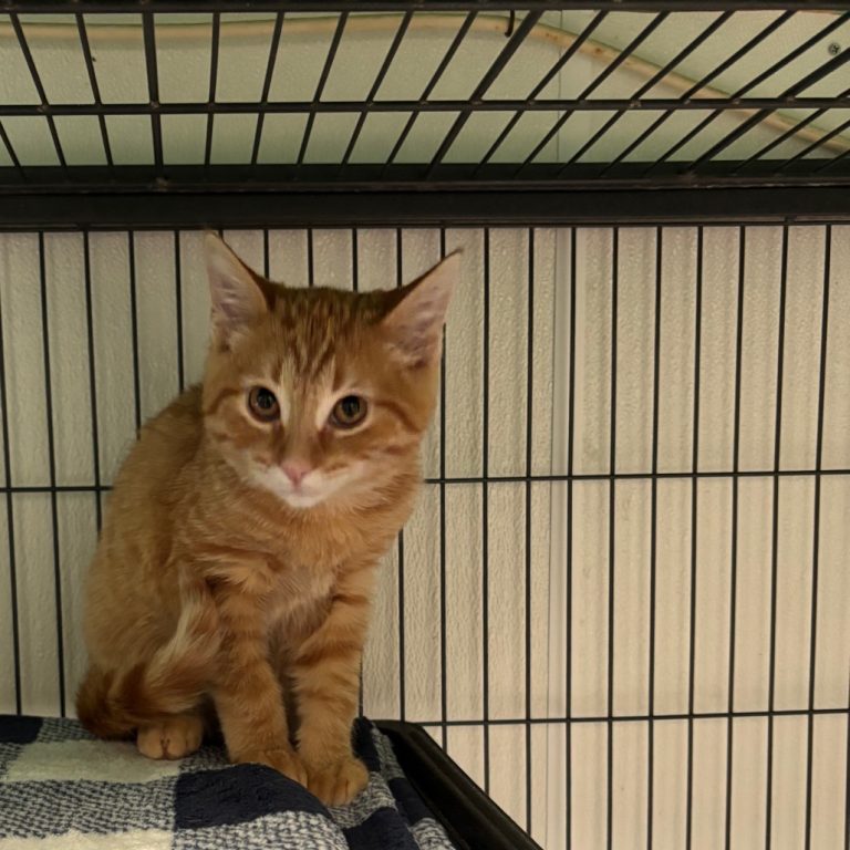 99bdfb43c5968fbeb7b9a9a73864a454