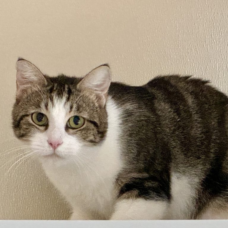 aae2e938c82fc231a39afb033d972bdf