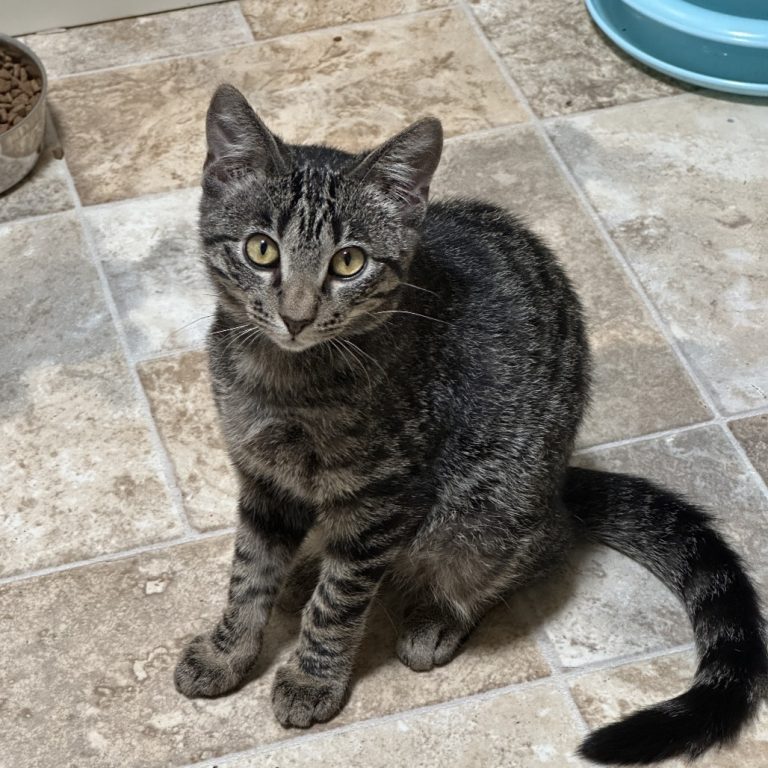 ad4fa3e61368d876a5eaae475f575988