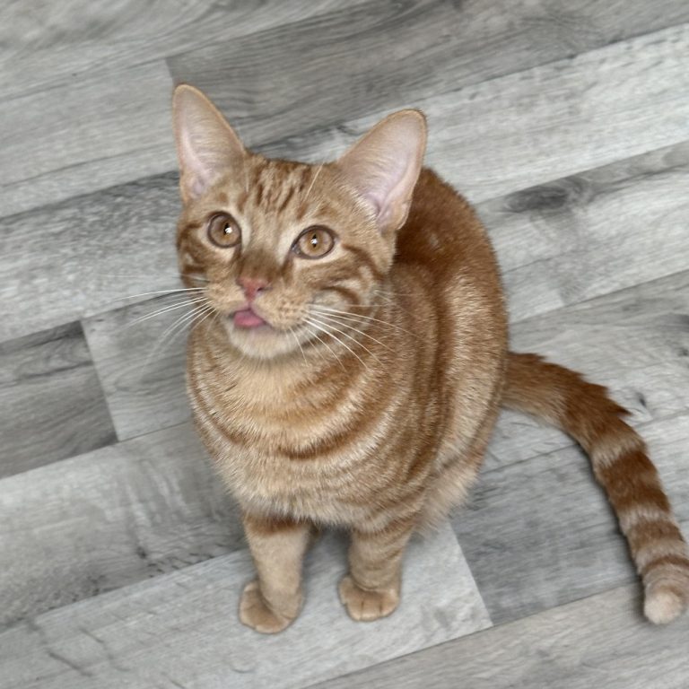 ae72229c7aca16e020a0caf6782a826b