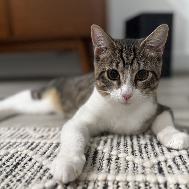 cff0ae51e2cd948dc01bda290ca055c6