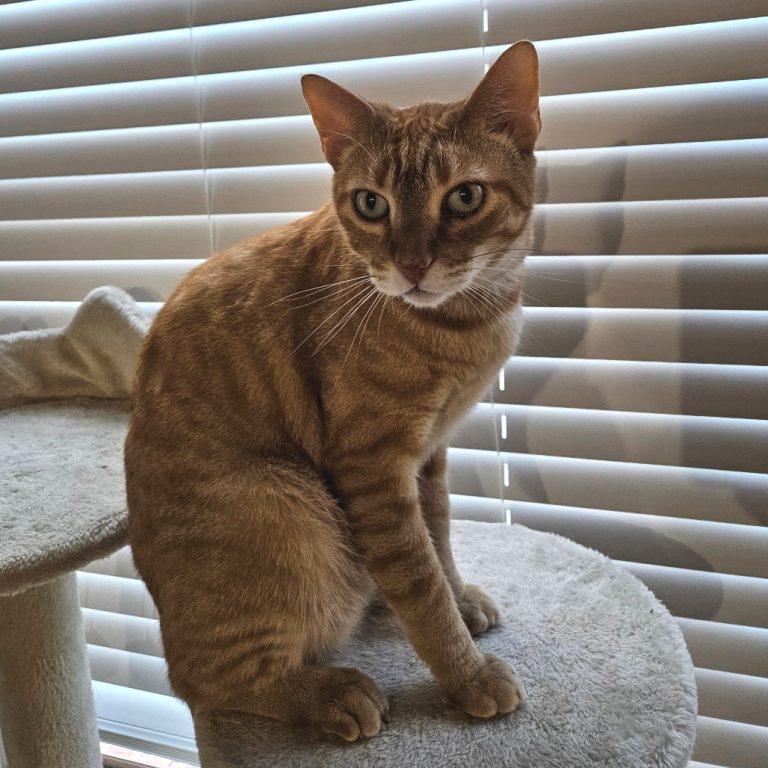 e4800ae16d65228946df65684764e654