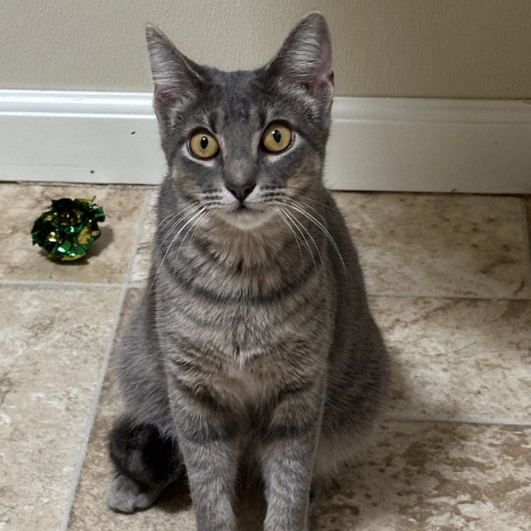 faee88ac7a053496a8b4b4b9716668ae