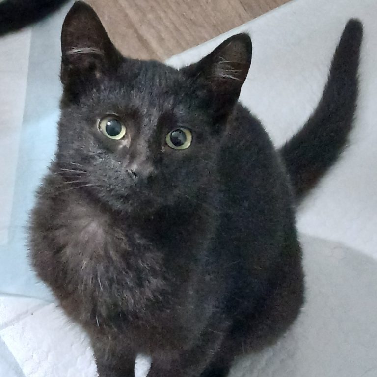 Dark 'n' Stormy | Dallas Pets Alive!