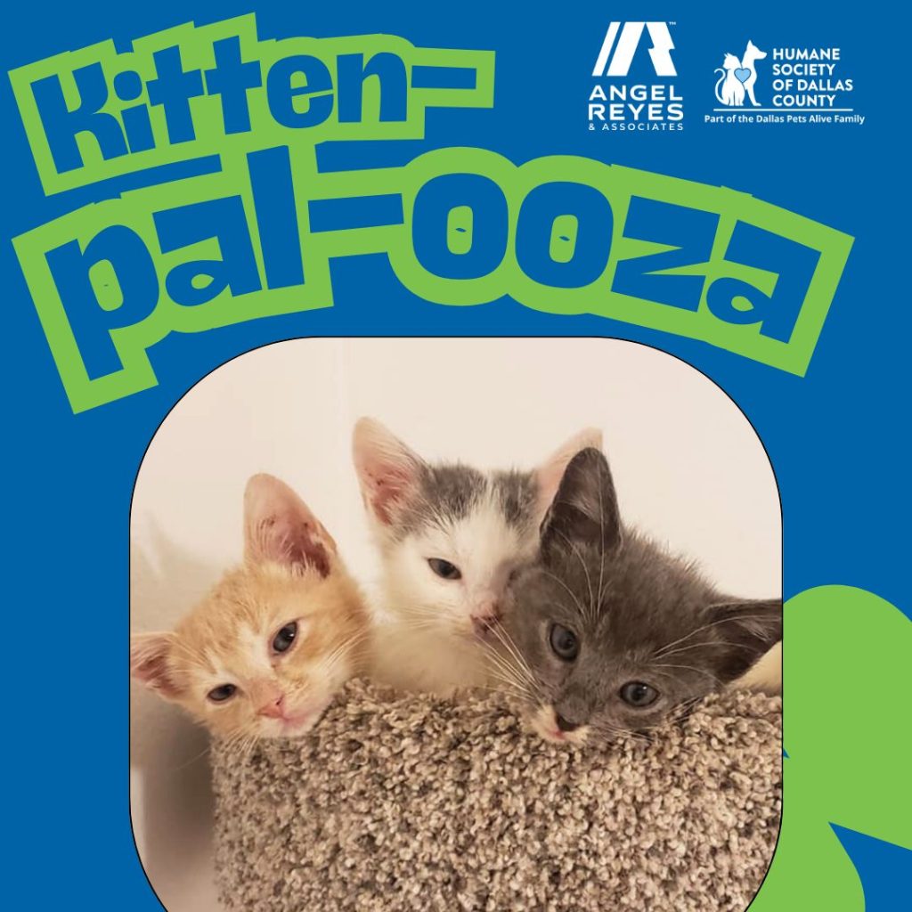Kitten pal ooza 1