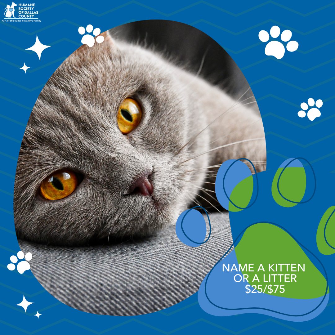 Naming kittenslitters fundraiser March