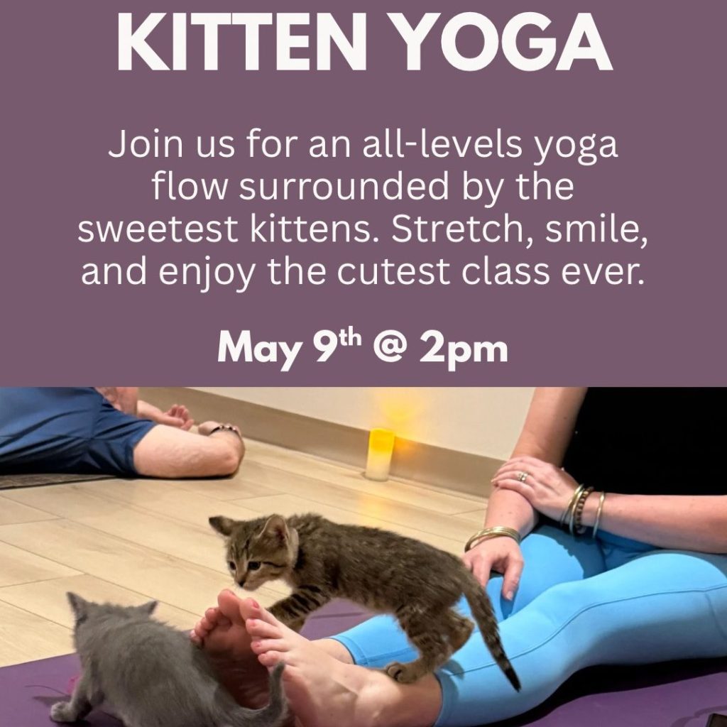 Kitten Yoga